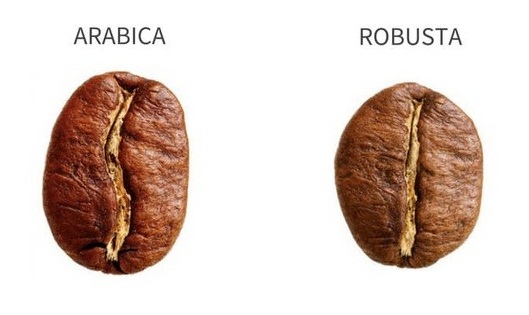 Sự khác nhau giữa hạt cà phê Arabica và Robusta